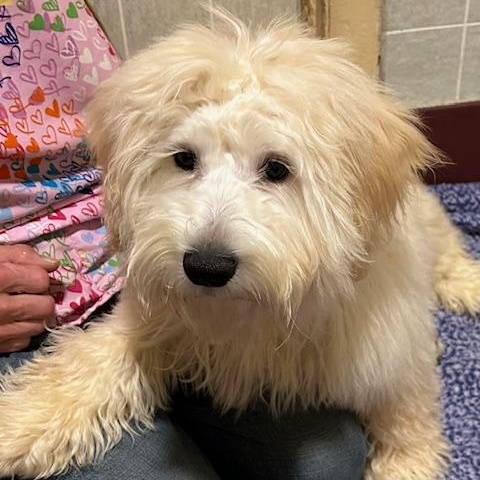 Fluff Fluff, a ADOPTABLE Maltipoo in Bartonsville, PA image 3/4