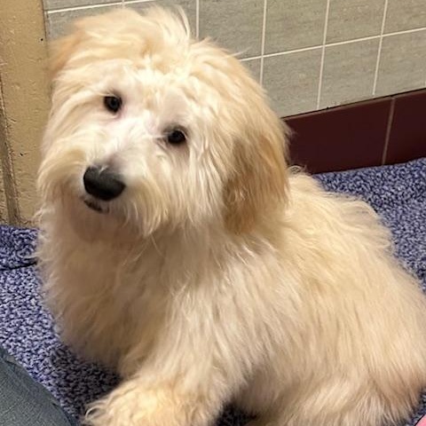 Fluff Fluff, ADOPTABLE, Puppy Male Maltipoo.