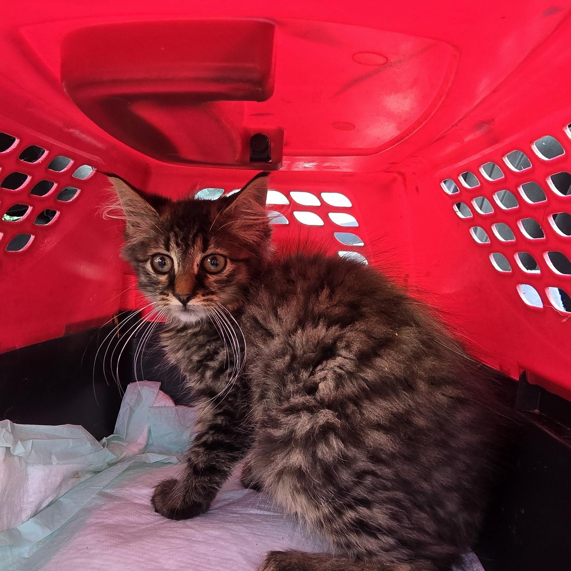 AUTUMN, a Adoptable Domestic Short Hair in Perth Amboy , NJ image 3/4