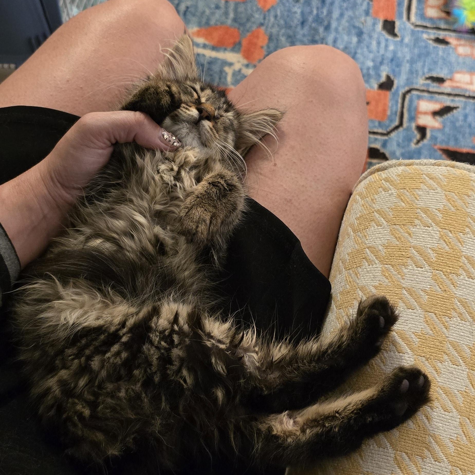 AUTUMN, a Adoptable Domestic Short Hair in Perth Amboy , NJ image 2/4