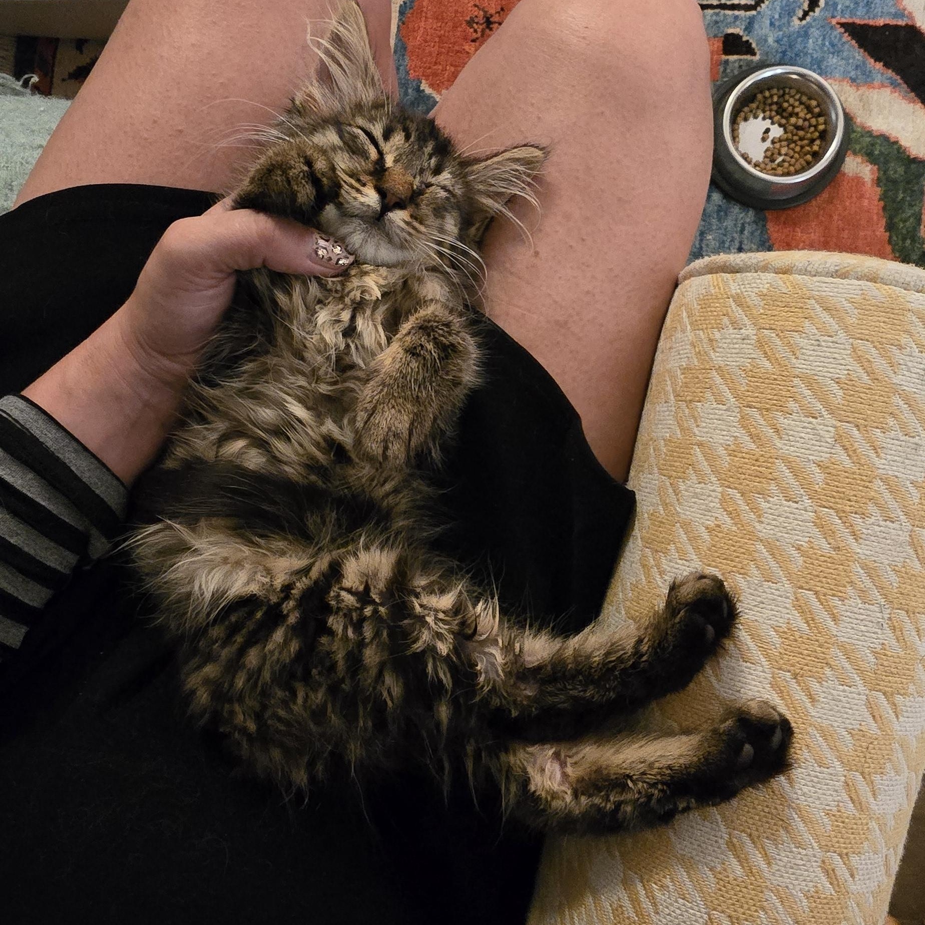 AUTUMN, a Adoptable Domestic Short Hair in Perth Amboy , NJ image 1/4