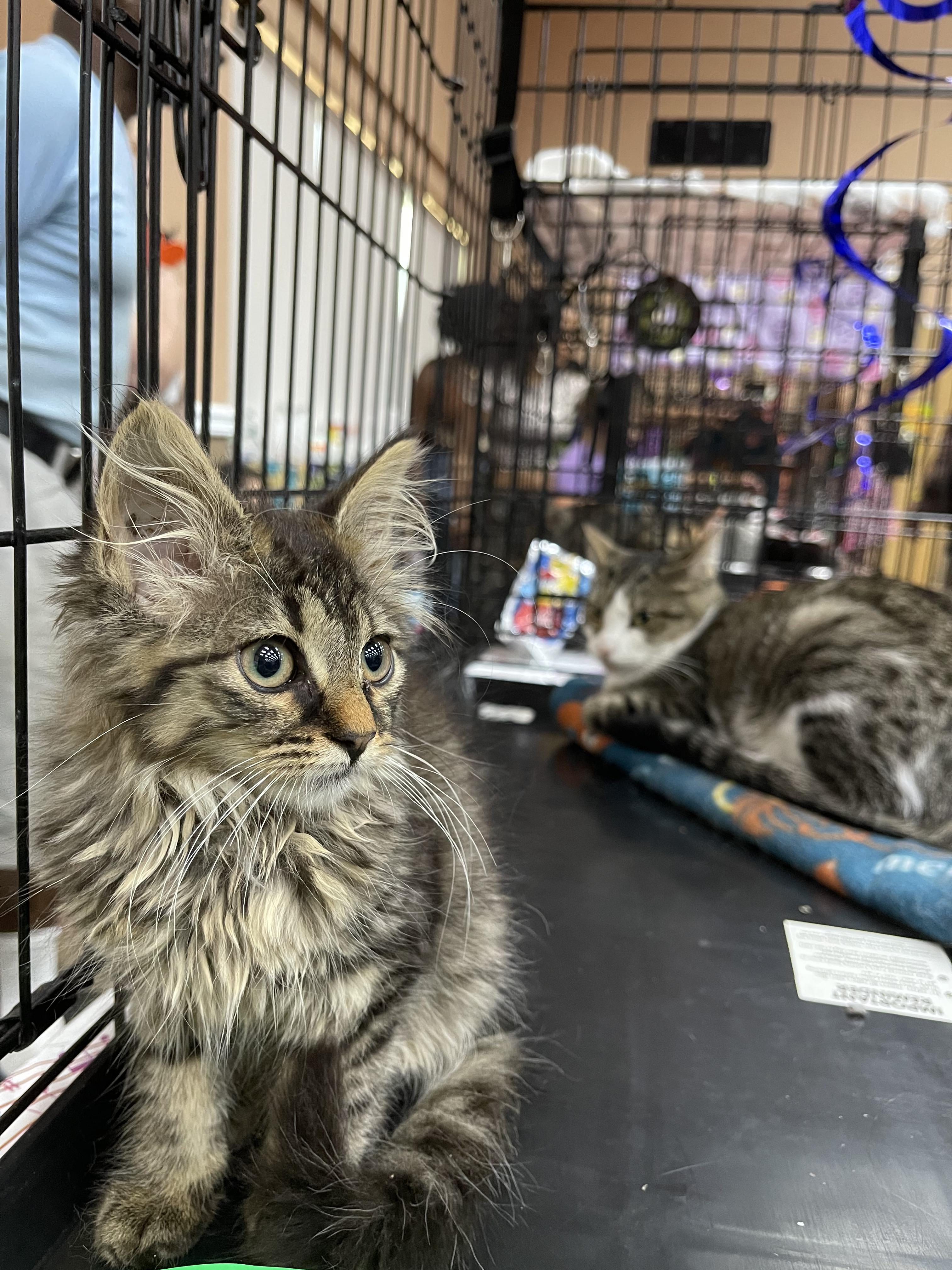 AUTUMN, a Adoptable Domestic Short Hair in Perth Amboy , NJ image 4/4