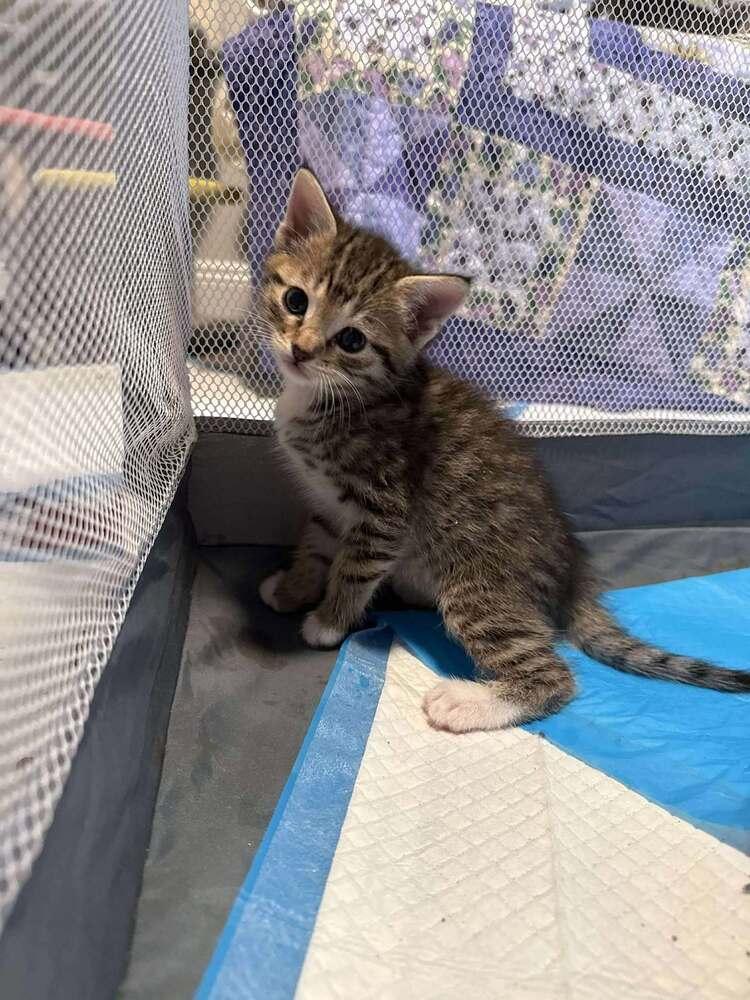 Greg Brady, Adoptable, Kitten Male Domestic Short Hair.