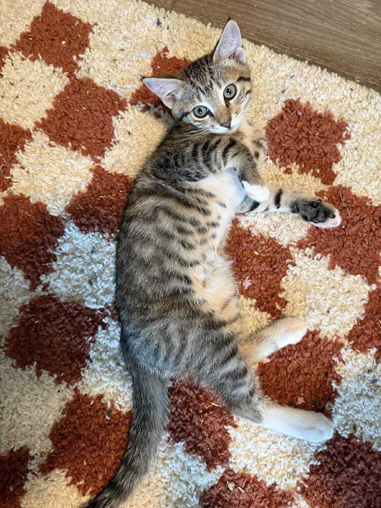 Enlarge Greg Brady, a Adoptable Domestic Short Hair in DELTONA, FL image 2/2