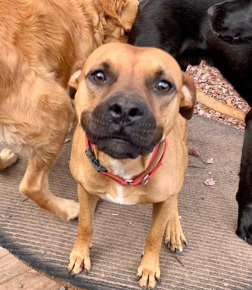 Penny, Adoptable, Young Female Hound & Black Mouth Cur.