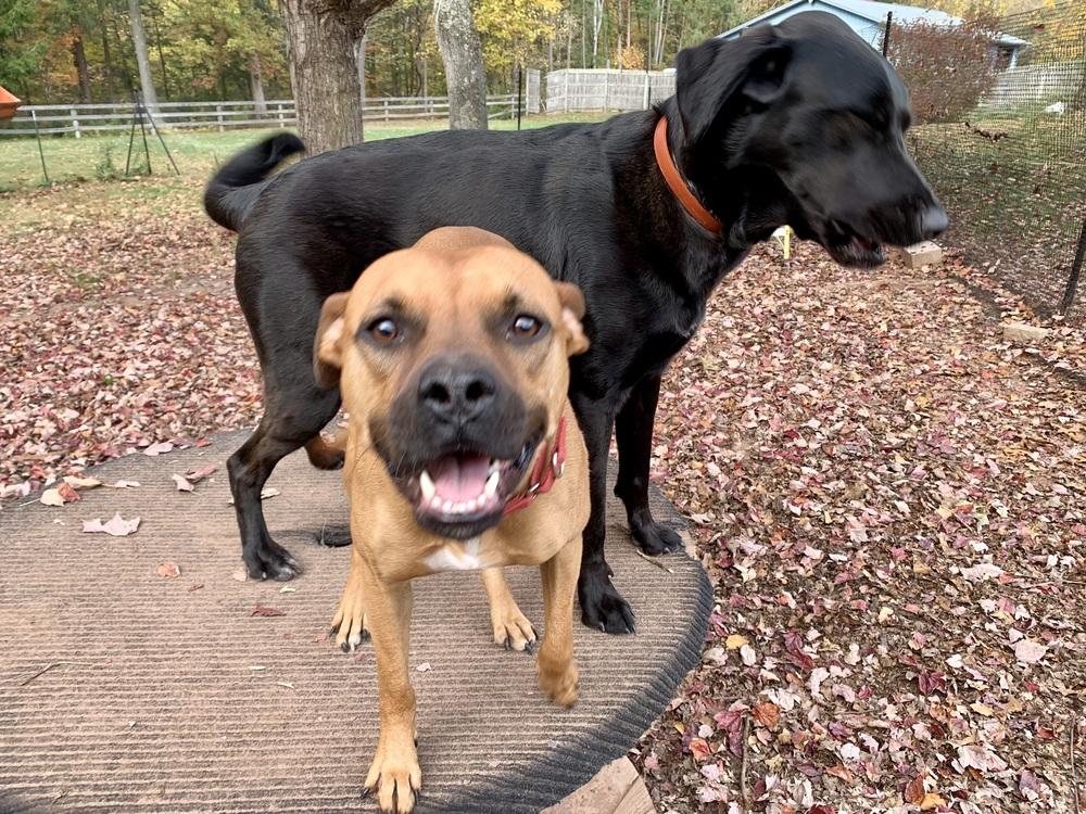 Enlarge Penny, a Adoptable mixed breed in Middletown, CT image 2/6