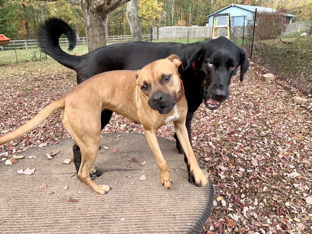 Enlarge Penny, a Adoptable mixed breed in Middletown, CT image 3/6