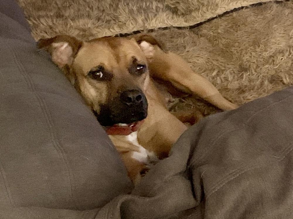 Enlarge Penny, a Adoptable mixed breed in Middletown, CT image 5/6