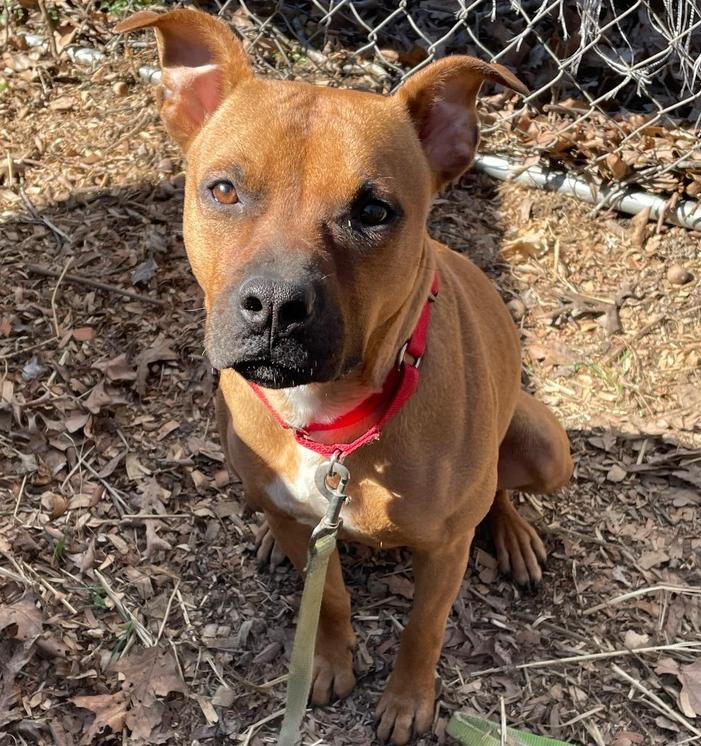 Enlarge Penny, a Adoptable mixed breed in Middletown, CT image 6/6