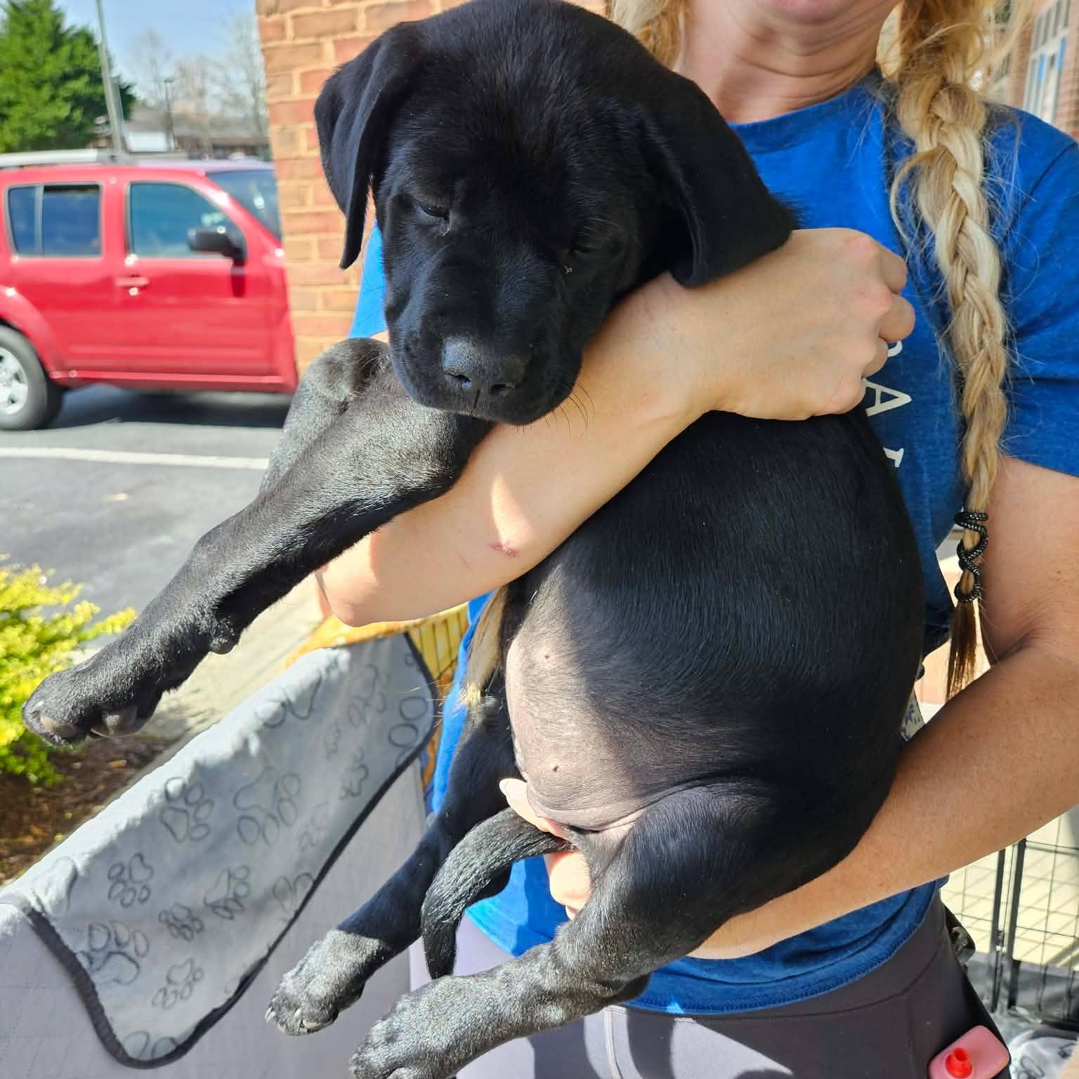 Enlarge Thea - sweet and beautiful puppy. daughter of Gaia!, a Adoptable mixed breed in Buford, GA image 4/6