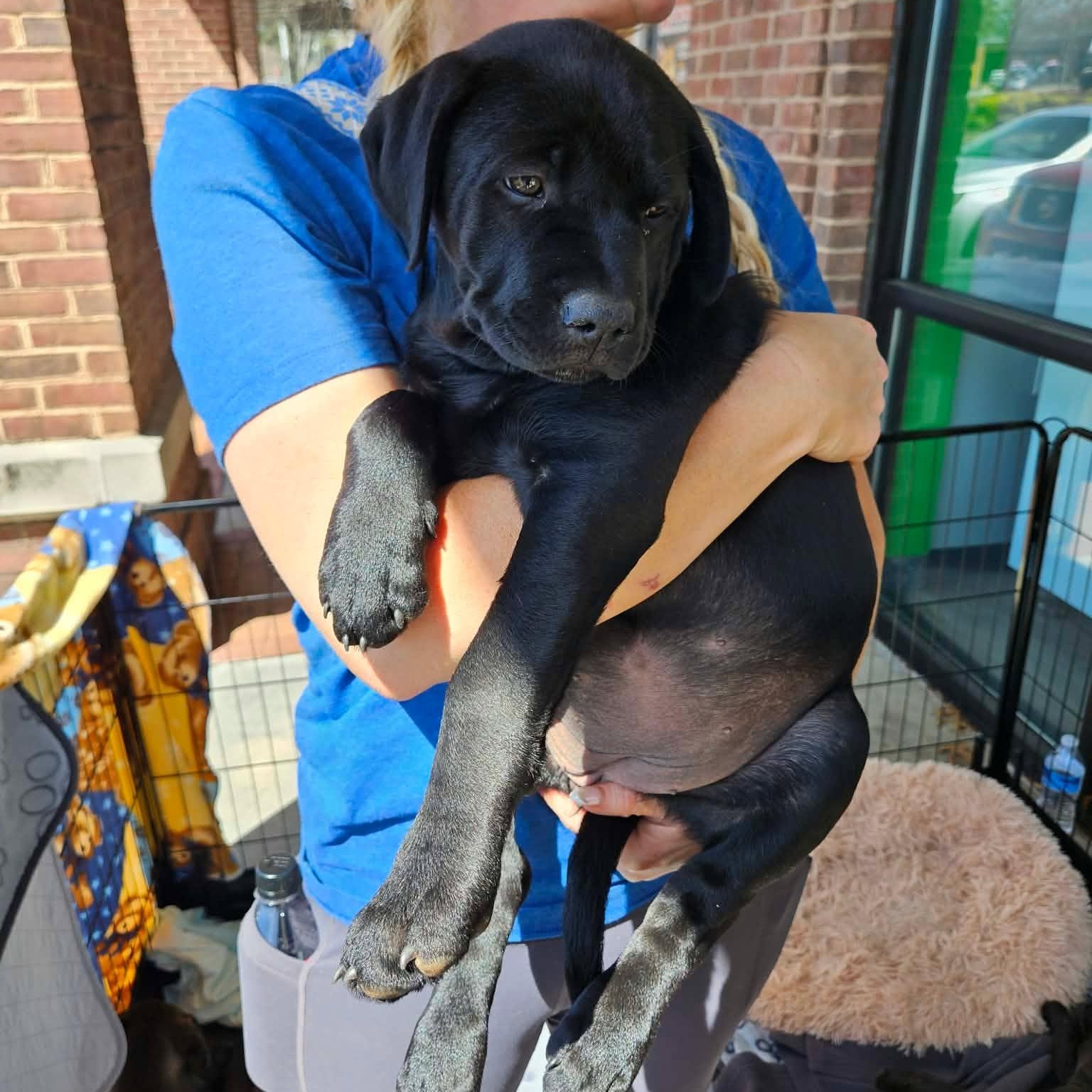 Enlarge Thea - sweet and beautiful puppy. daughter of Gaia!, a Adoptable mixed breed in Buford, GA image 3/6