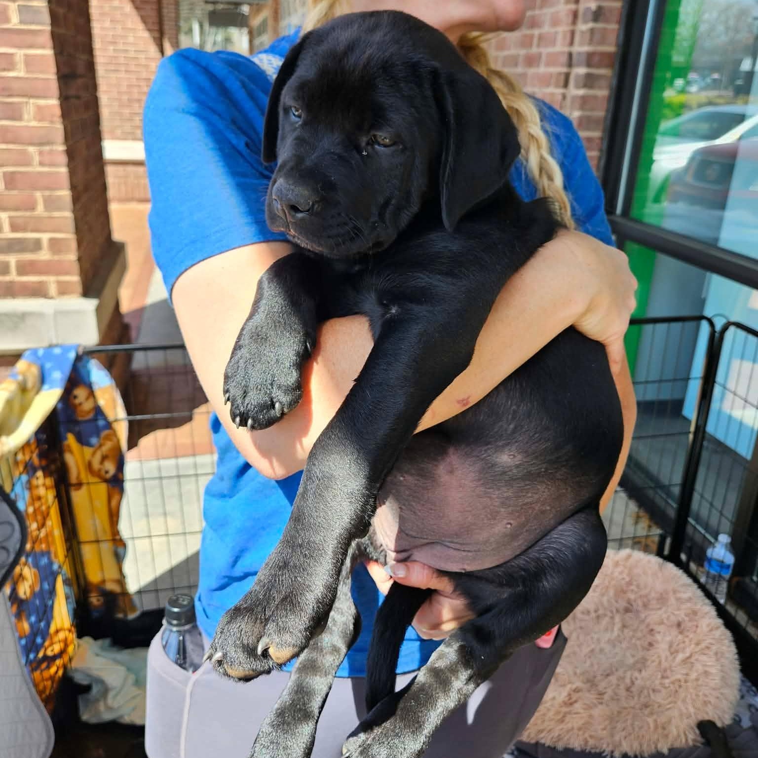 Thea - sweet and beautiful puppy. daughter of Gaia!, Adoptable, Puppy Female Rhodesian Ridgeback & Labrador Retriever.
