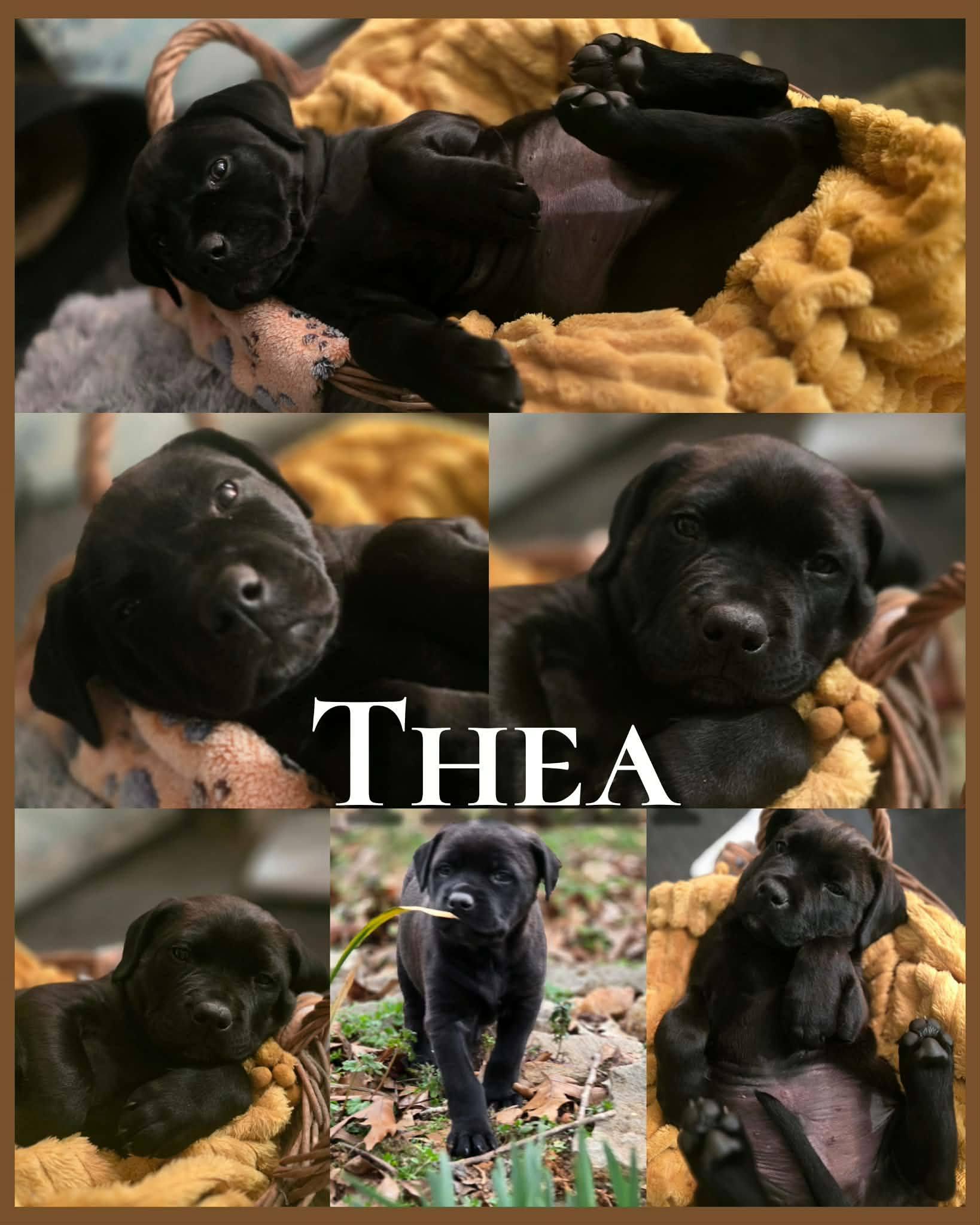Enlarge Thea - sweet and beautiful puppy. daughter of Gaia!, a Adoptable mixed breed in Buford, GA image 6/6