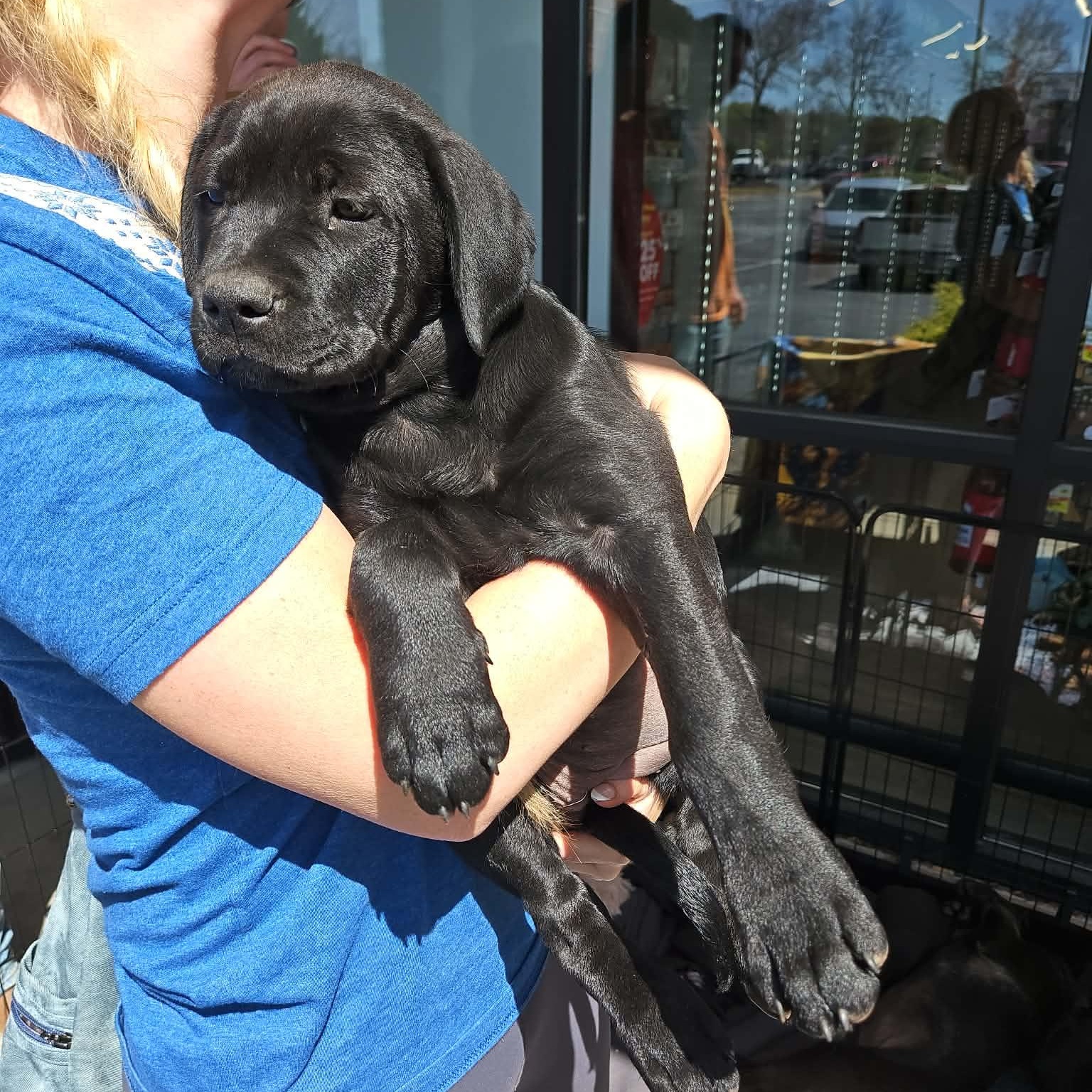Enlarge Thea - sweet and beautiful puppy. daughter of Gaia!, a Adoptable mixed breed in Buford, GA image 2/6