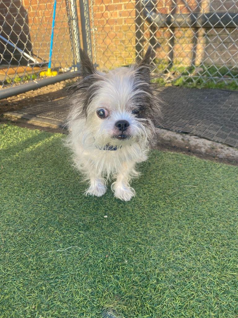 Enlarge Walter, a Adoptable Terrier in New Kensington, PA image 2/5
