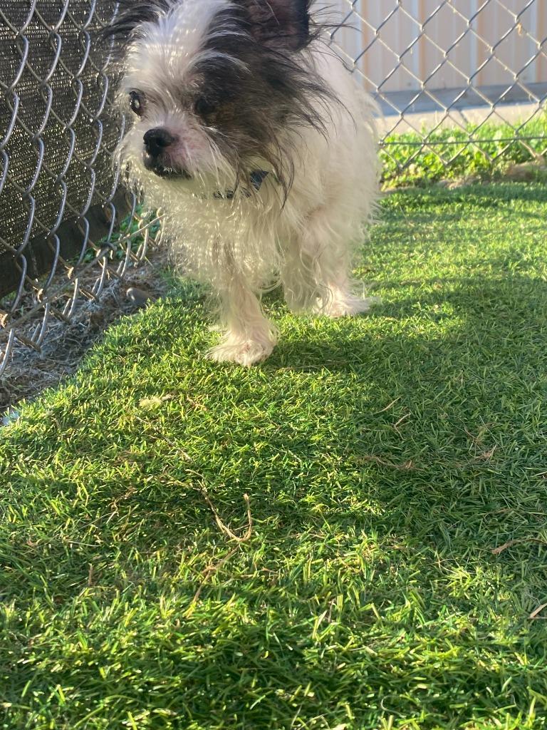 Enlarge Walter, a Adoptable Terrier in New Kensington, PA image 4/5