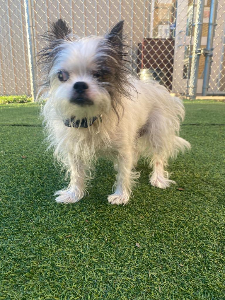 Enlarge Walter, a Adoptable Terrier in New Kensington, PA image 5/5