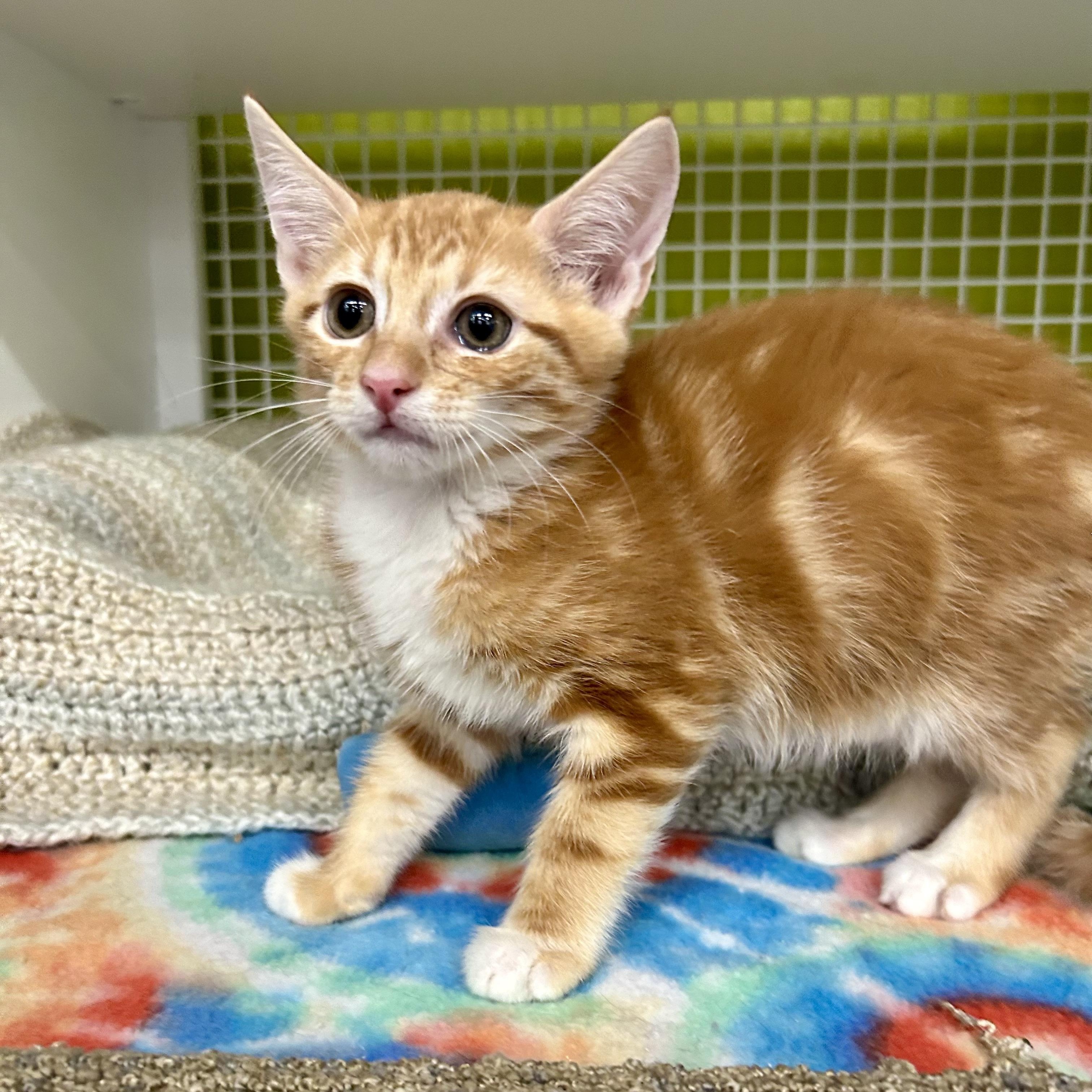 Casey, Baby Male Tabby