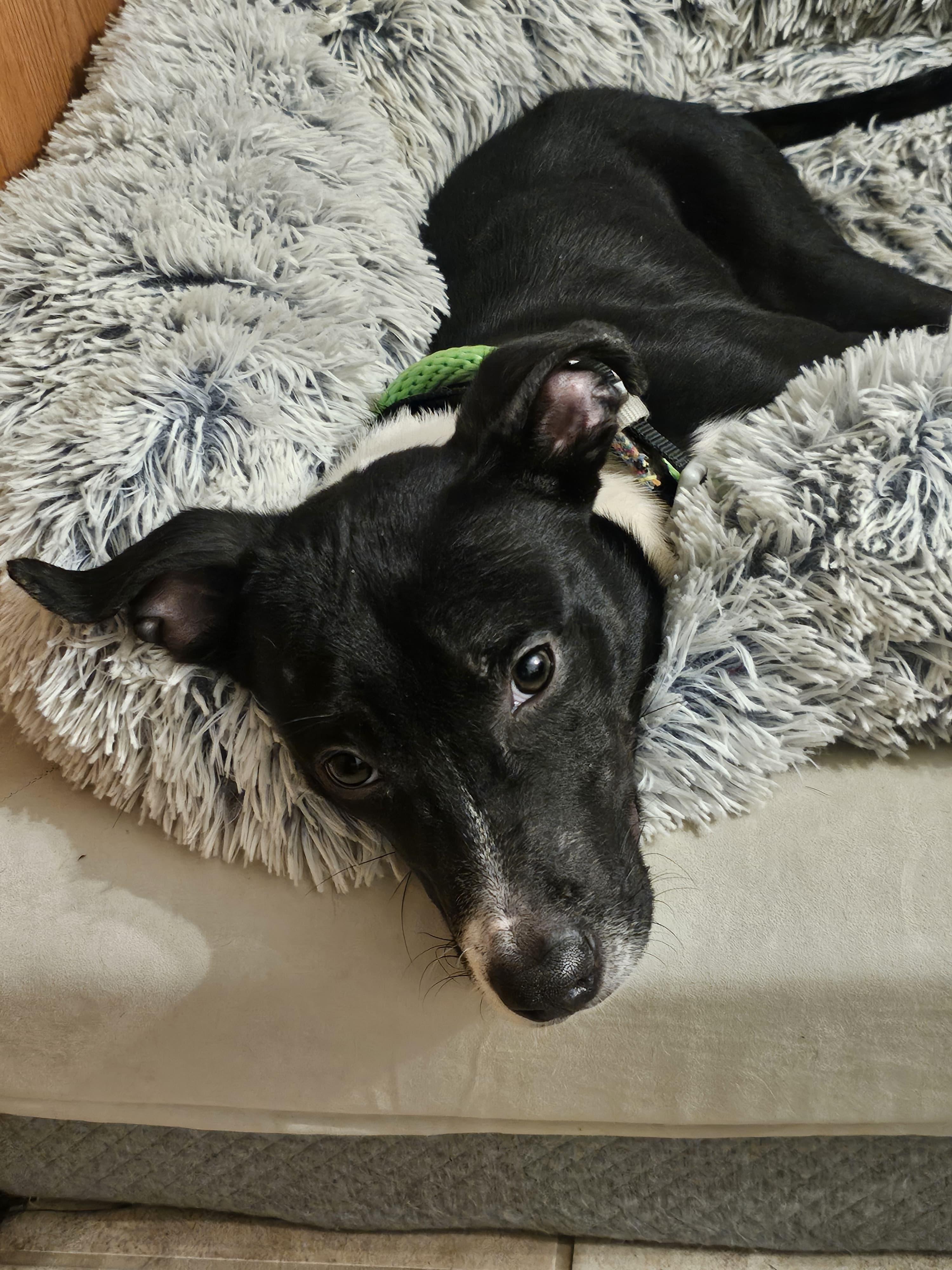 Goku, a ADOPTABLE mixed breed in Crystal Lake, IL image 6/6