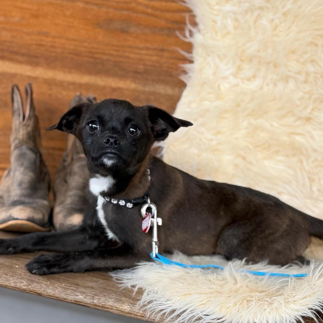 FLICKER, Adoptable, Puppy Male Pug.