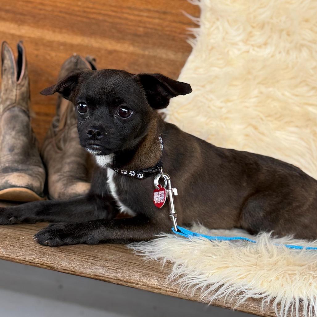 Enlarge FLICKER, a Adoptable mixed breed in Atco, NJ image 2/6