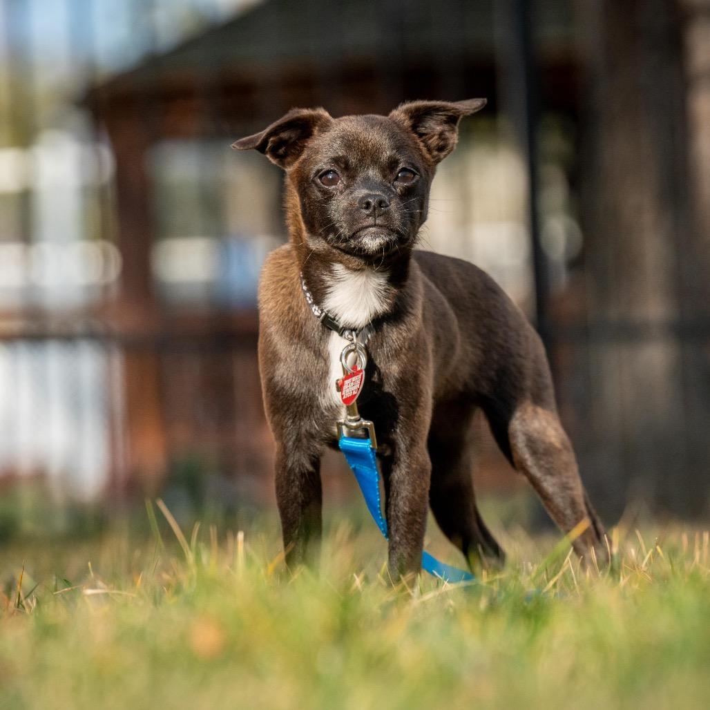 Enlarge FLICKER, a Adoptable mixed breed in Atco, NJ image 3/6