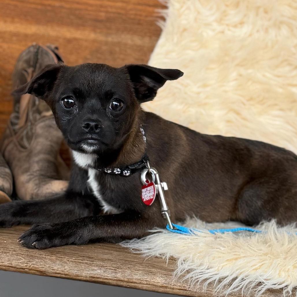Enlarge FLICKER, a Adoptable mixed breed in Atco, NJ image 4/6