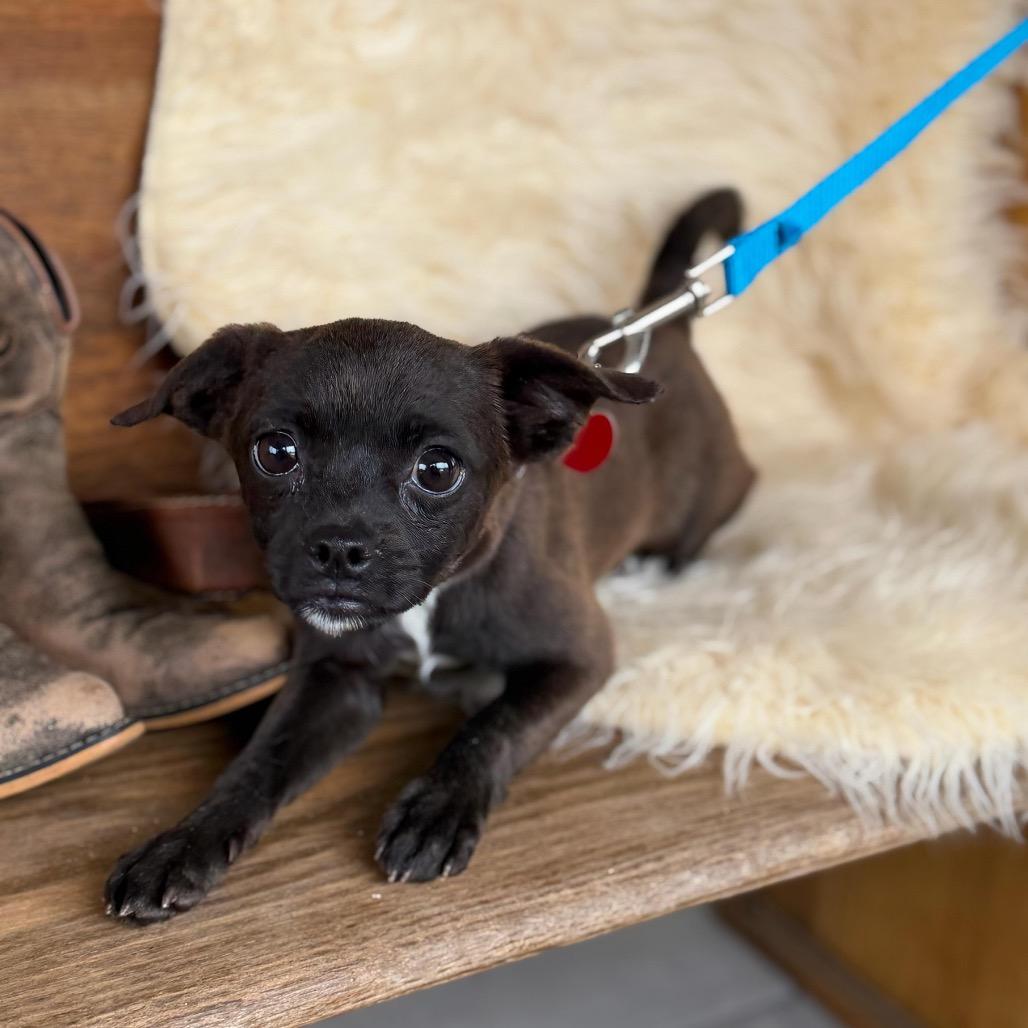 Enlarge FLICKER, a Adoptable mixed breed in Atco, NJ image 5/6