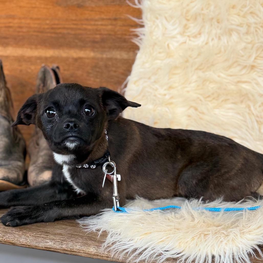 Enlarge FLICKER, a Adoptable mixed breed in Atco, NJ image 6/6