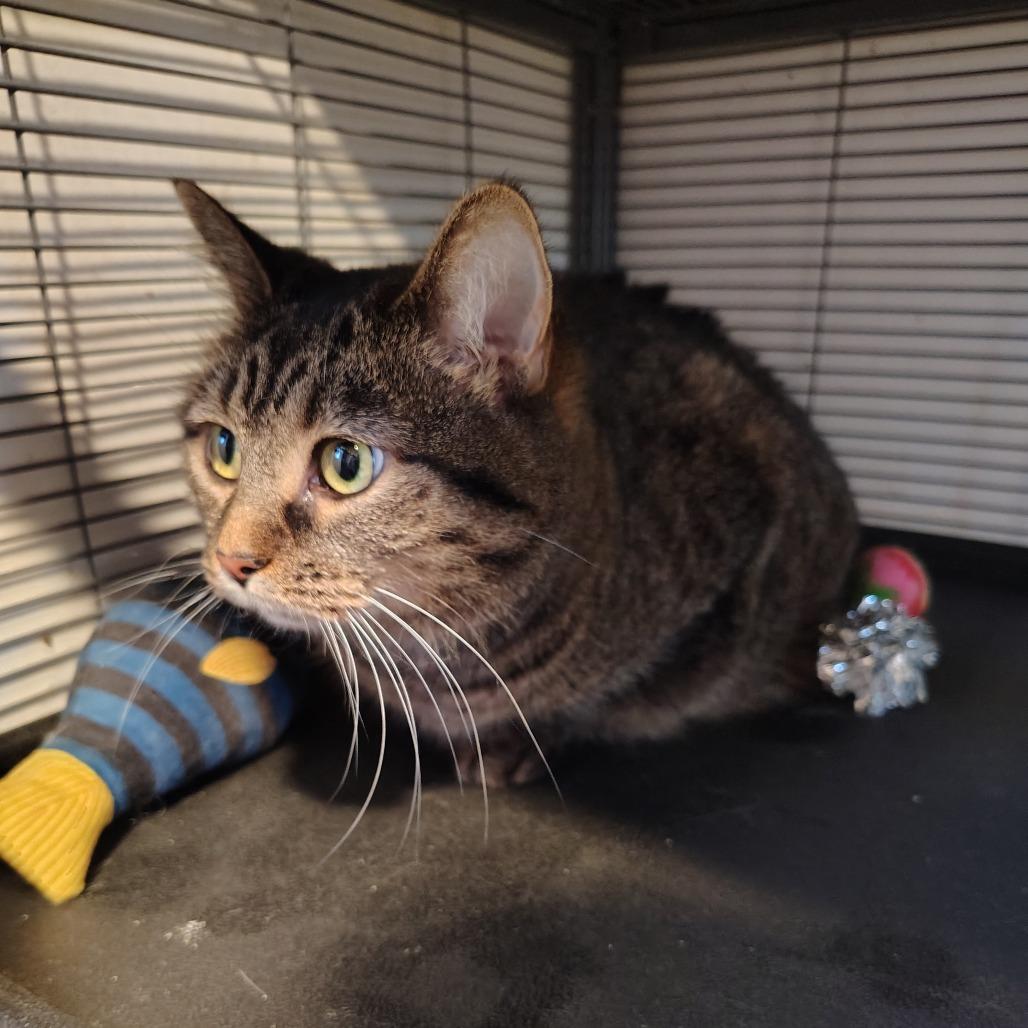 Esme, Adoptable, Adult Female American Shorthair.