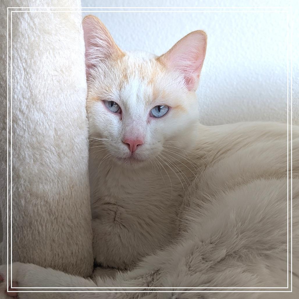 Enlarge Jasper, a Adoptable Domestic Short Hair in Meridian, ID image 1/1