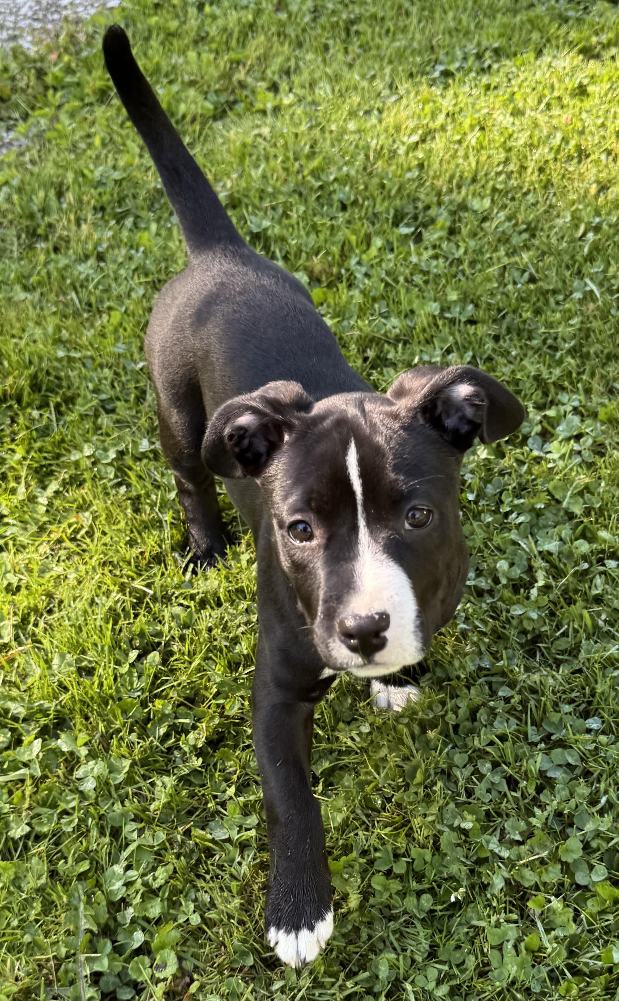Reign, adopted, Puppy Female Pit Bull Terrier.