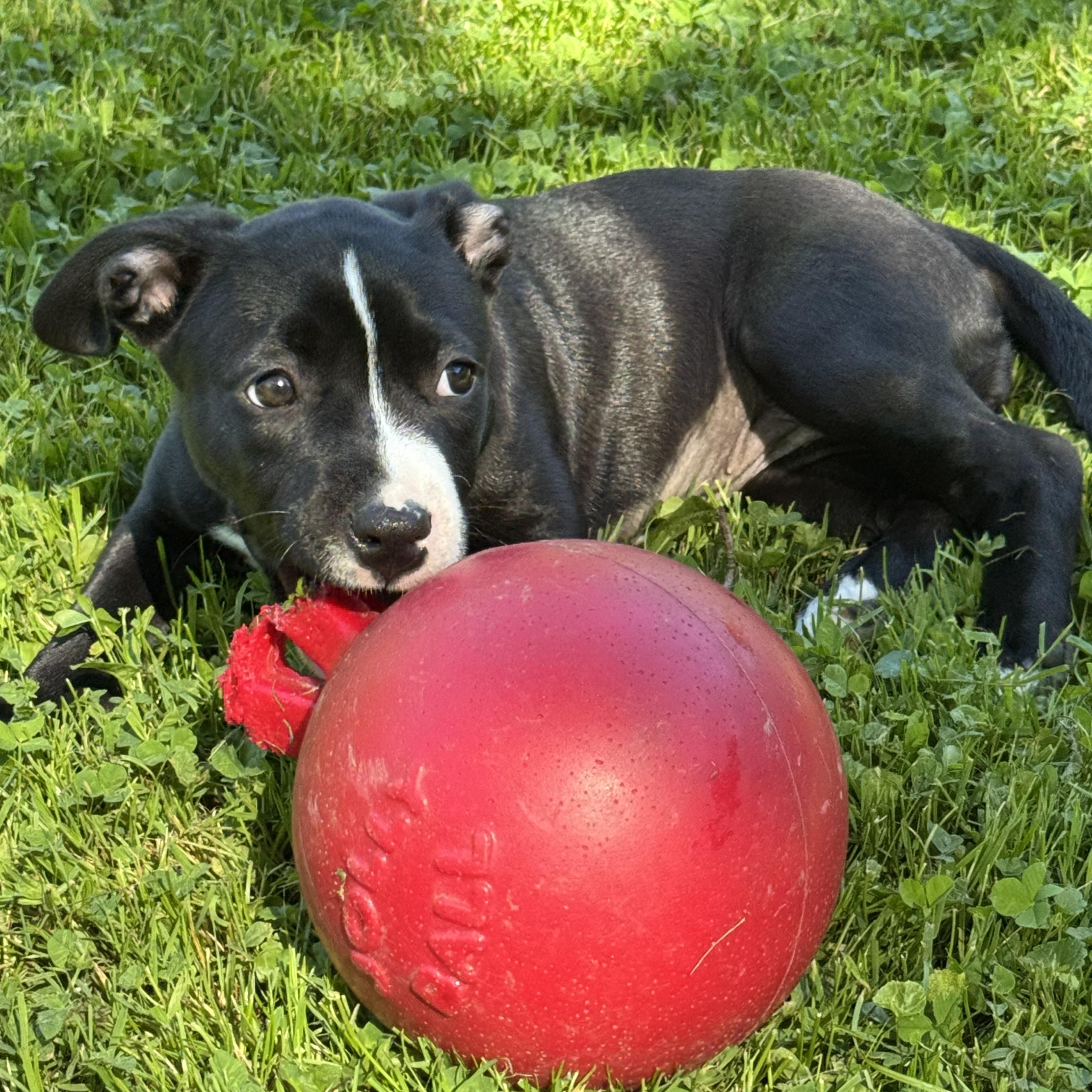 Enlarge Reign, an adopted mixed breed in Painesville, OH image 2/4