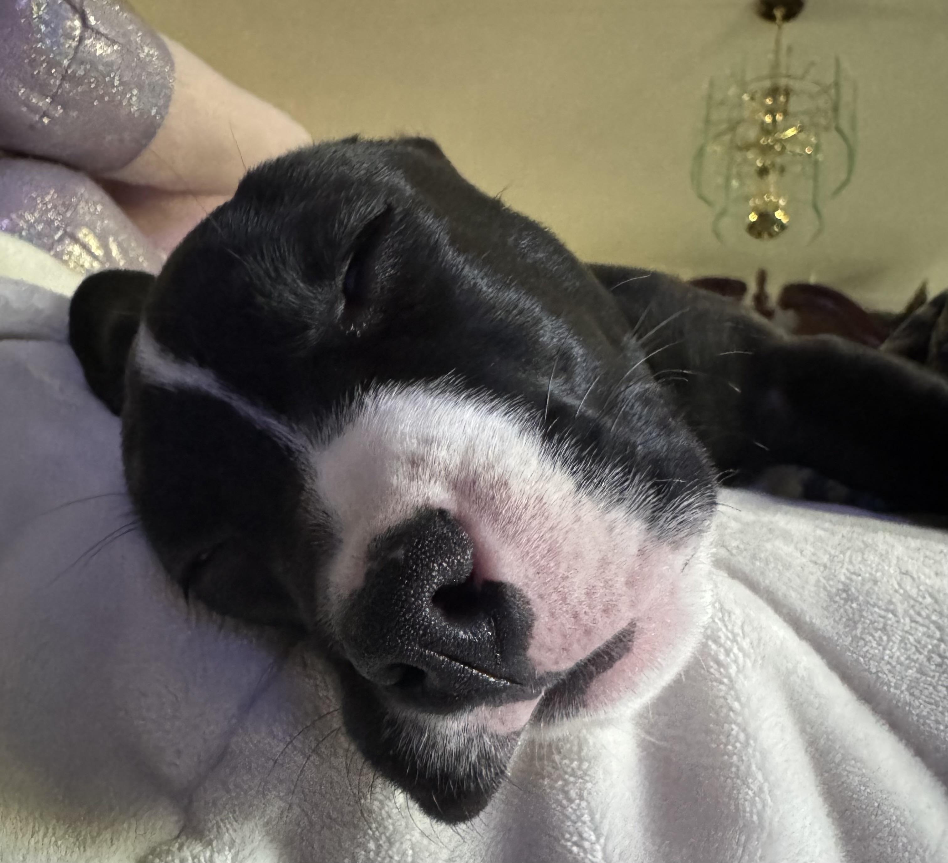 Enlarge Reign, an adopted mixed breed in Painesville, OH image 3/4