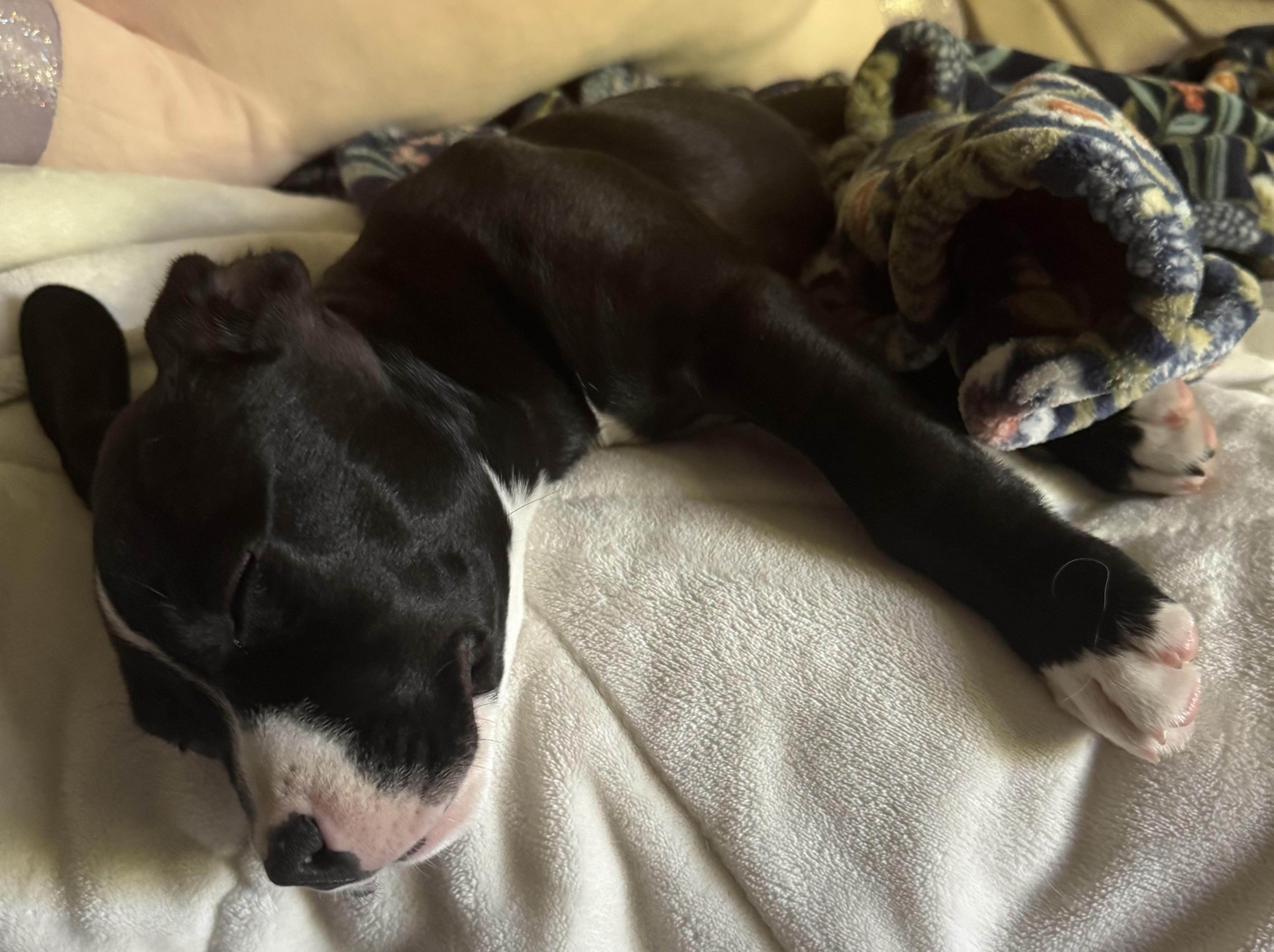 Enlarge Reign, an adopted mixed breed in Painesville, OH image 4/4