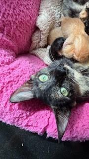 ZARA, Adoptable, Young Female Domestic Short Hair.