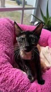 Enlarge ZARA, a Adoptable Domestic Short Hair in Miami, FL image 2/3