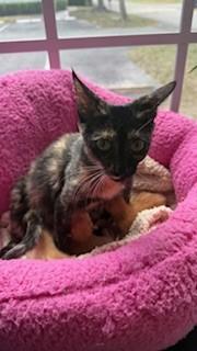 Enlarge ZARA, a Adoptable Domestic Short Hair in Miami, FL image 3/3