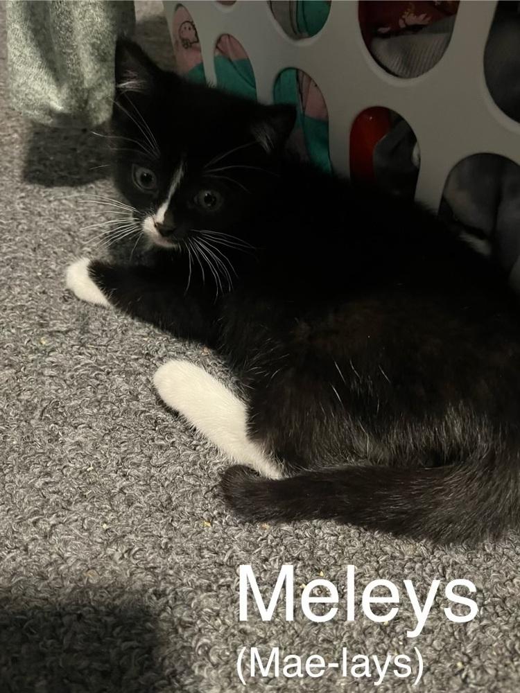 Meleys, Adoptable, Kitten Female Domestic Short Hair.
