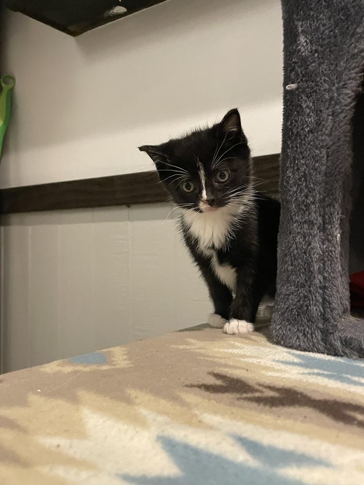 Enlarge Meleys, a Adoptable Domestic Short Hair in Metamora, IL image 2/2