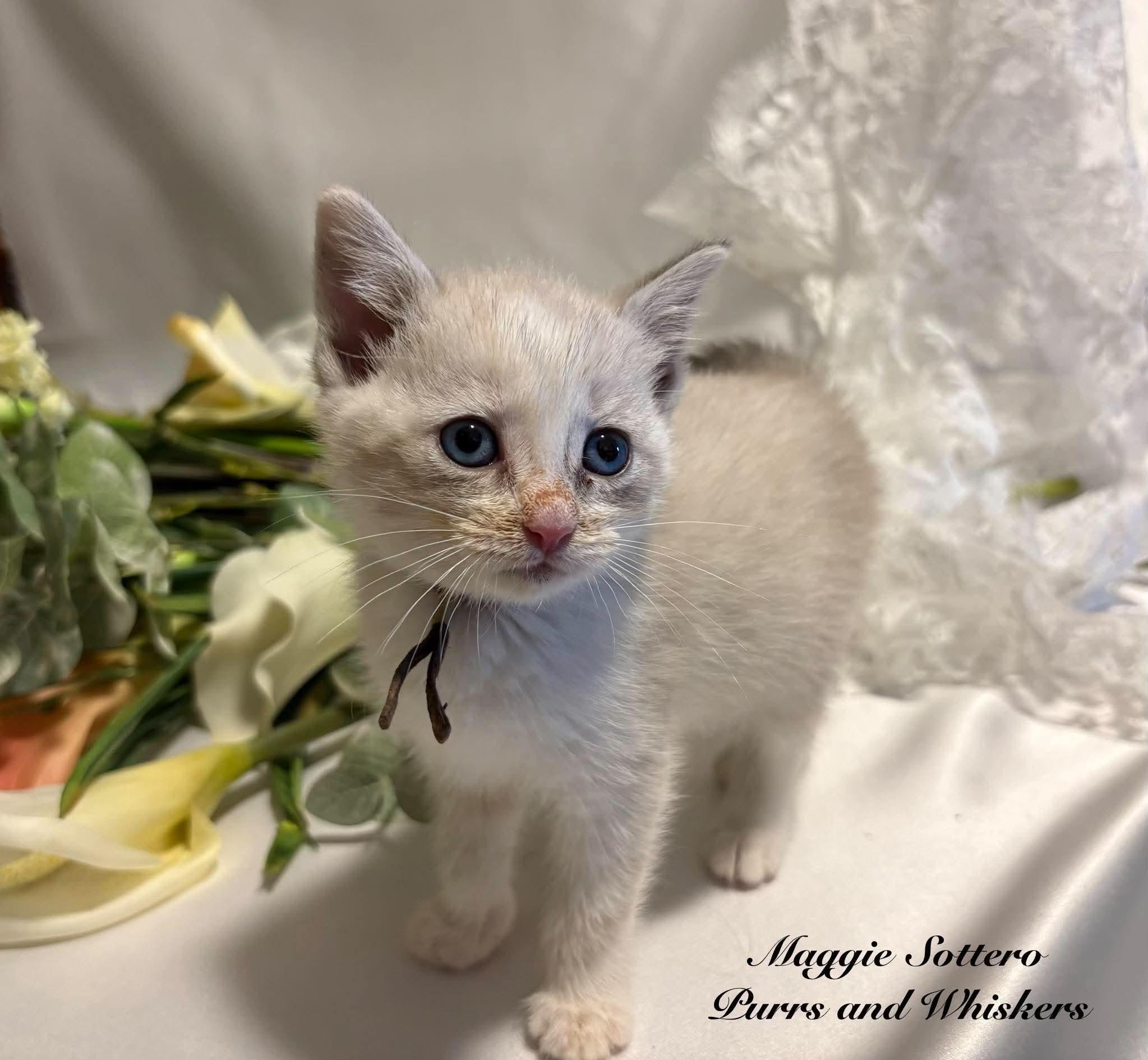 Enlarge Maggie Sottero, a Adoption Pending Domestic Short Hair in New Hartford, NY image 1/1