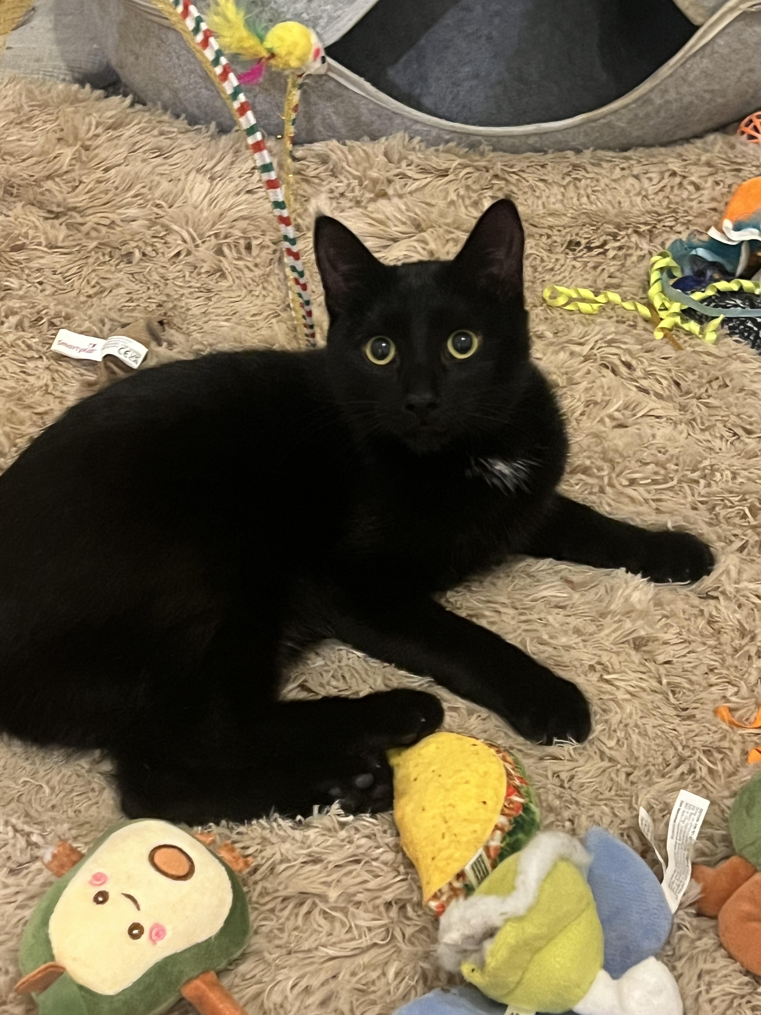 Neo, a Adopted mixed breed in Lockport, IL image 2/4