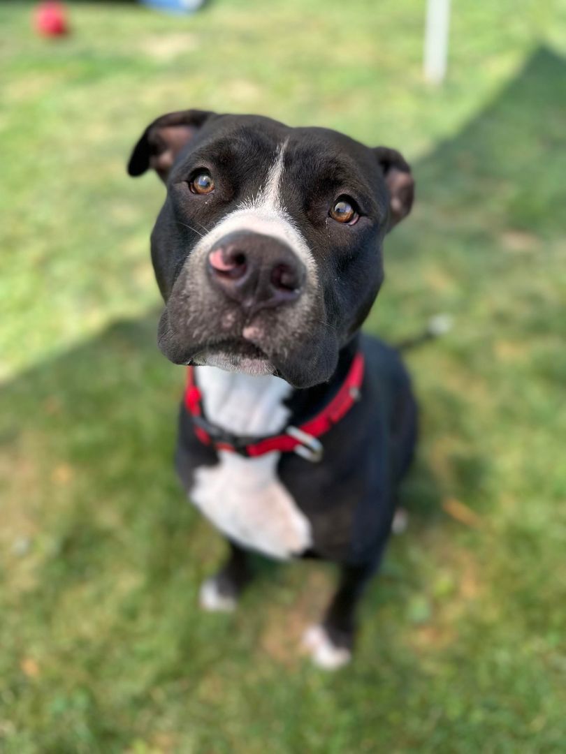 Dog for adoption Koda, a Terrier Mix in Chambersburg, PA Petfinder