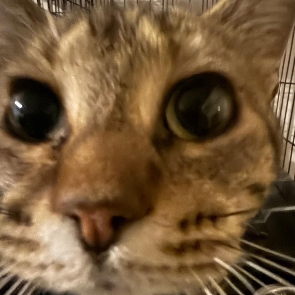 Bubbles, Adoptable, Adult Female Domestic Short Hair.