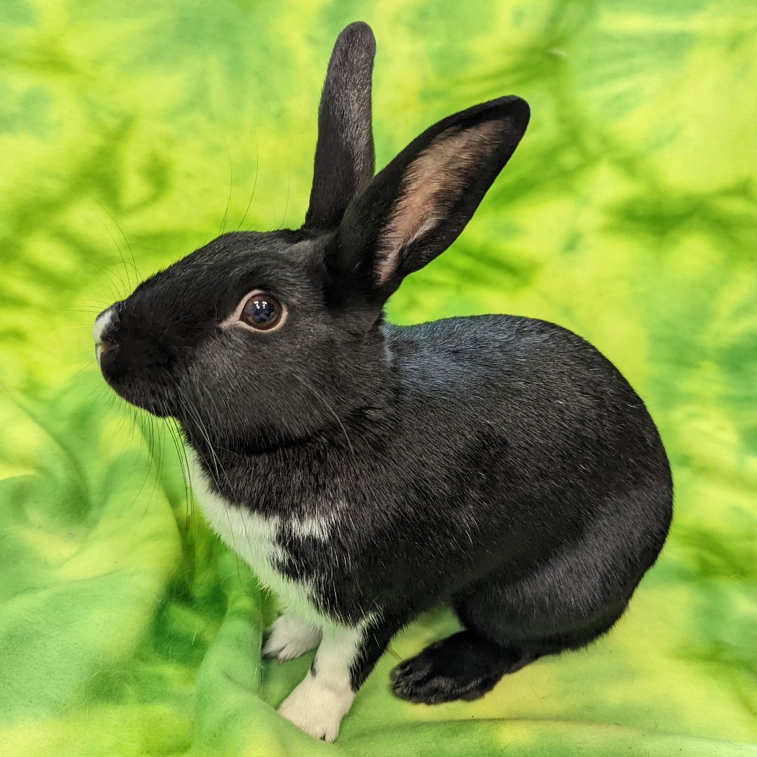 Enlarge Lottie, a Adoptable mixed breed in Erie, PA image 1/12