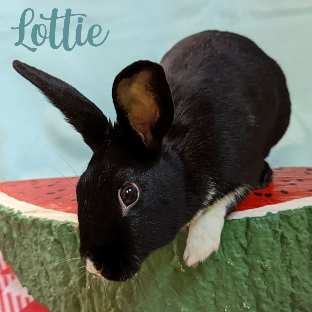 Enlarge Lottie, a Adoptable mixed breed in Erie, PA image 2/12