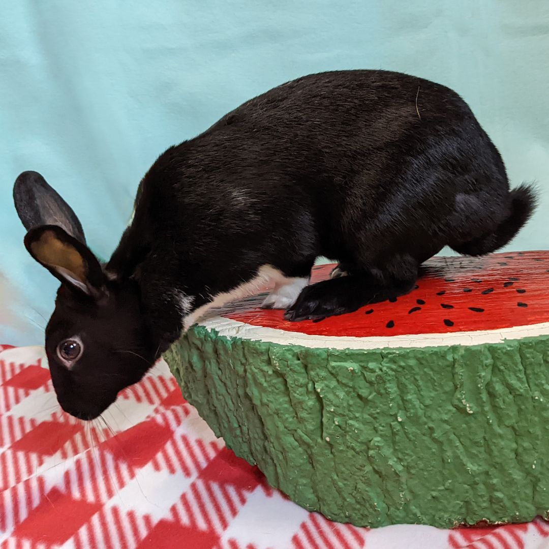 Enlarge Lottie, a Adoptable mixed breed in Erie, PA image 3/12