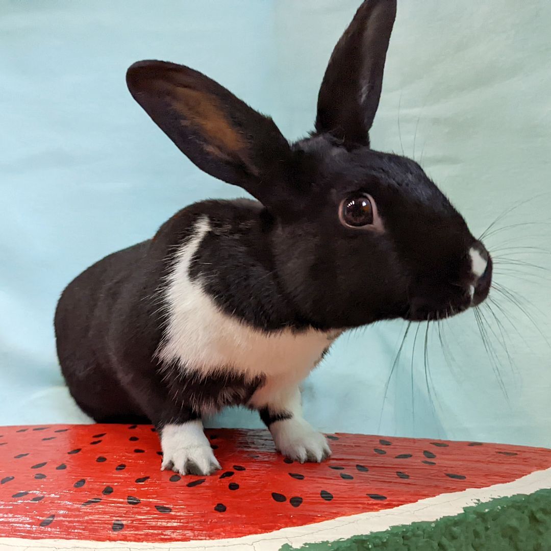 Enlarge Lottie, a Adoptable mixed breed in Erie, PA image 4/12