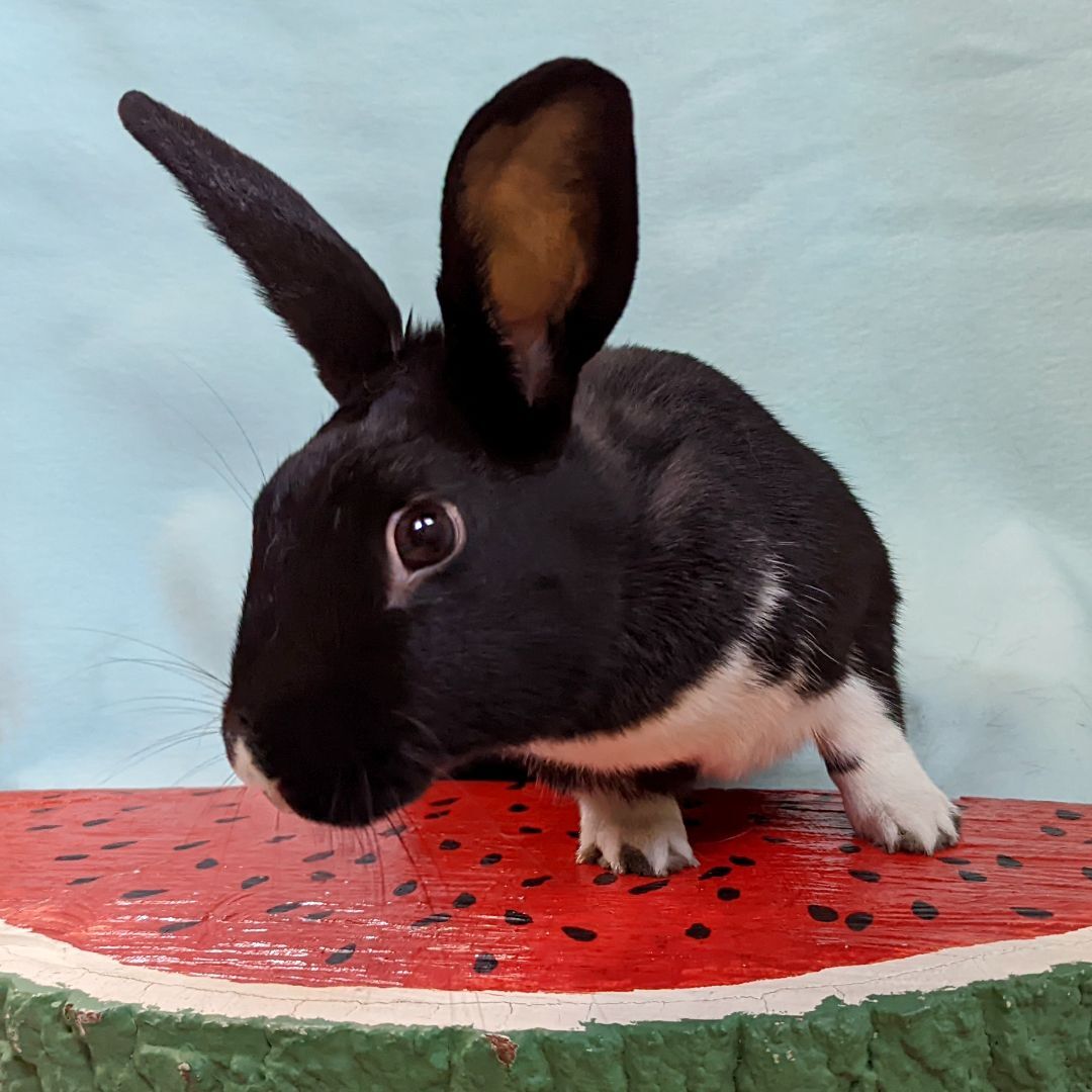 Enlarge Lottie, a Adoptable mixed breed in Erie, PA image 5/12