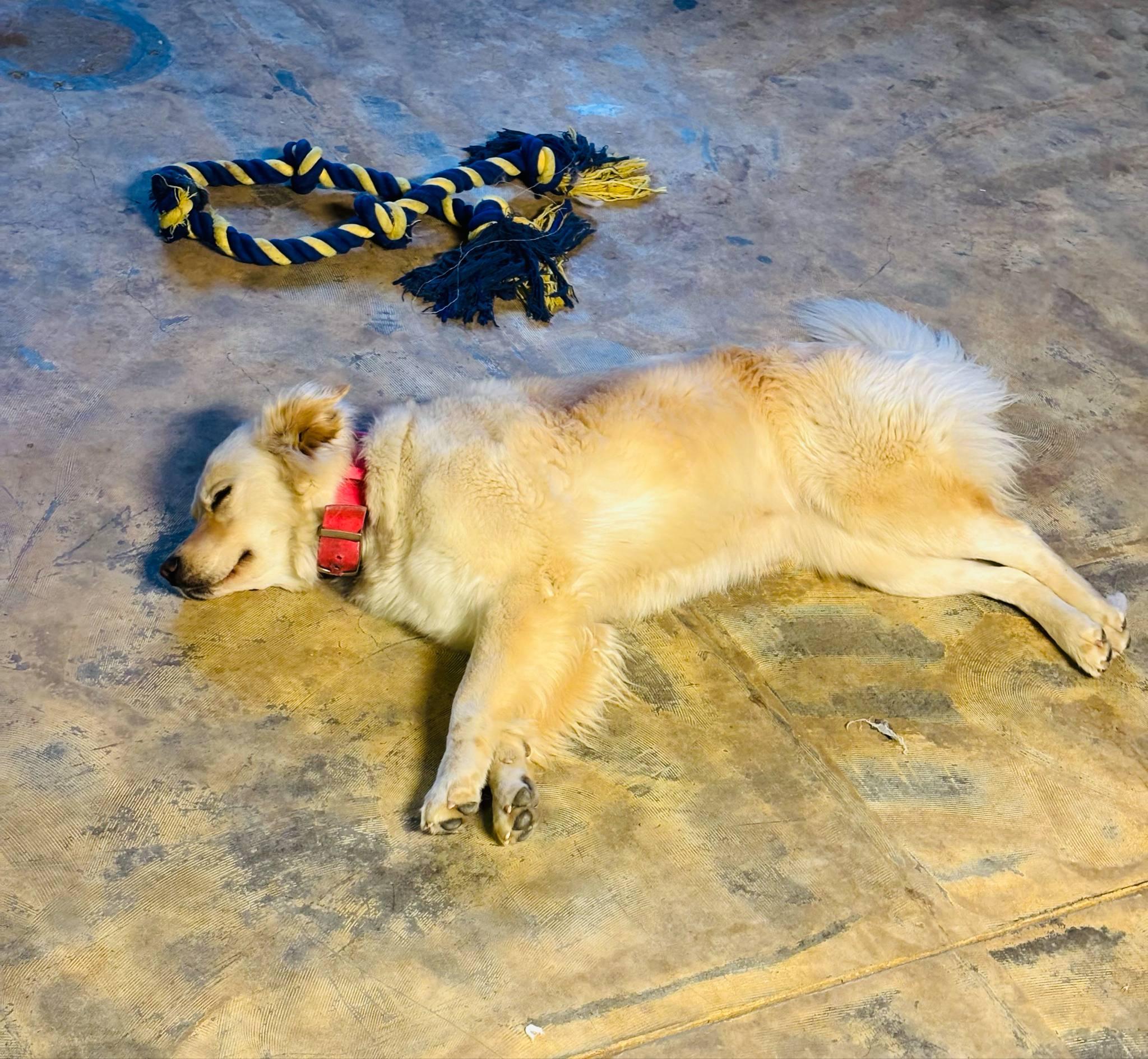 Hazy ((COURTESY POST)), ADOPTABLE, Adult Female Husky.